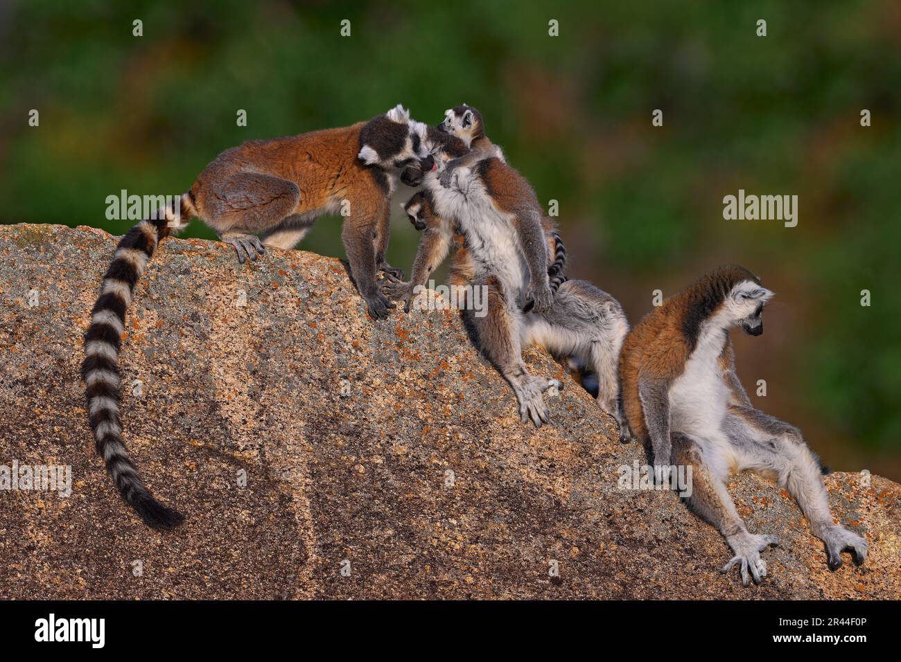 Madagascar fauna selvatica, famiglia lemur. Lemur con coda ad anello, famiglia Lemur catta, cucciolo sul retro. Animale da Madagascar, Africa, occhi arancioni. Luce serale Foto Stock