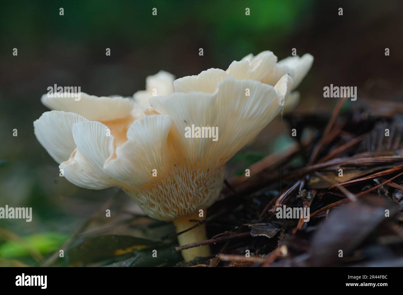 Infundibulicybe gibba, comune fungo ad imbuto, che cresce sul pavimento della foresta dopo giorni di pioggia. Foto Stock