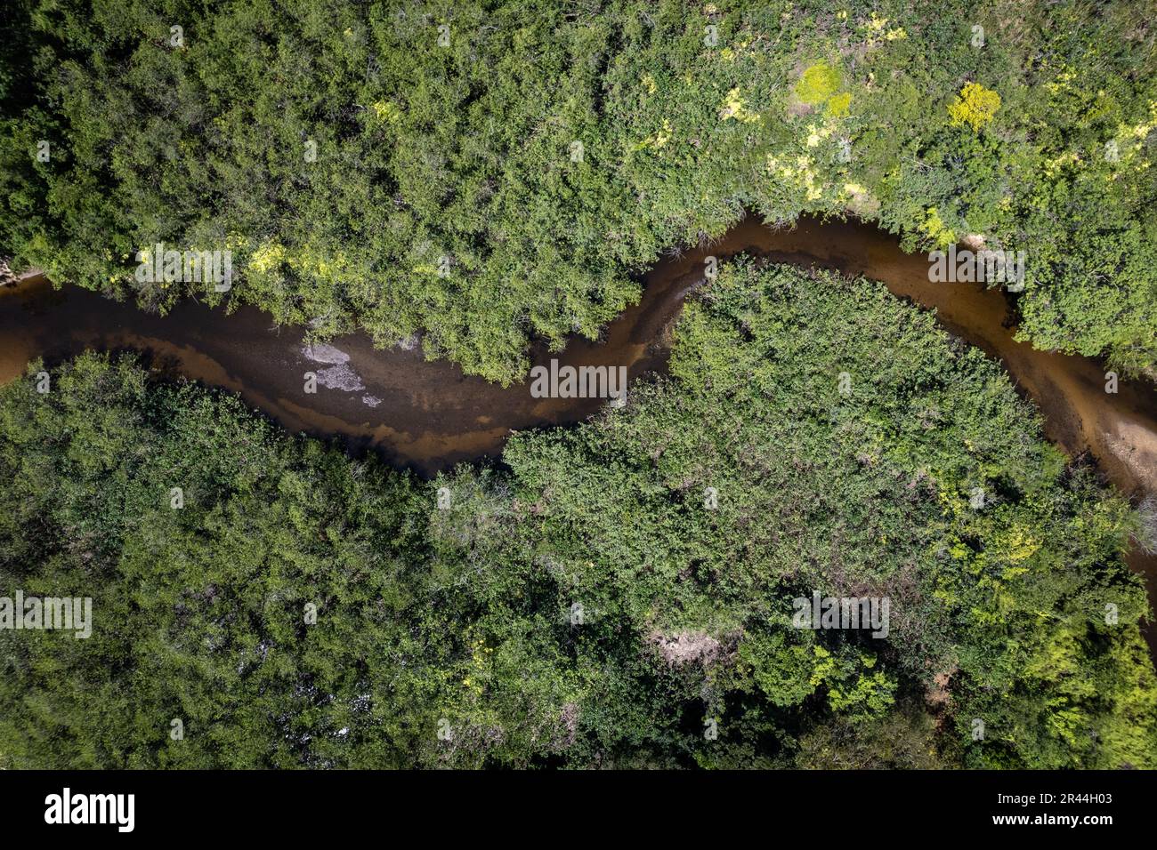 Vista aerea del drone di bel fiume e alberi forestali di mata atlantica biome nella soleggiata giornata estiva. Paraty, Rio de Janeiro, Brasile. Ambiente. Foto Stock