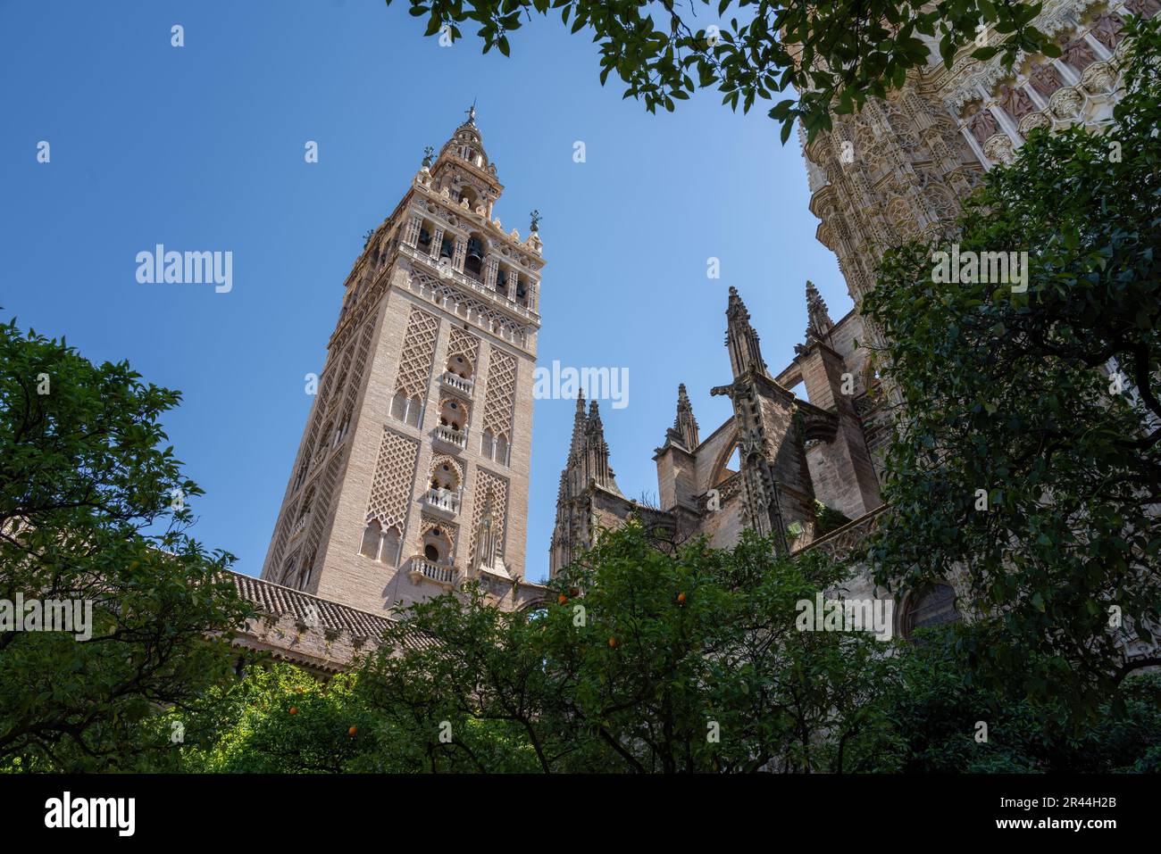 La Giralda (Torre della Cattedrale di Siviglia) al patio de los Naranjos (cortile dell'albero arancione) - Siviglia, Andalusia, Spagna Foto Stock