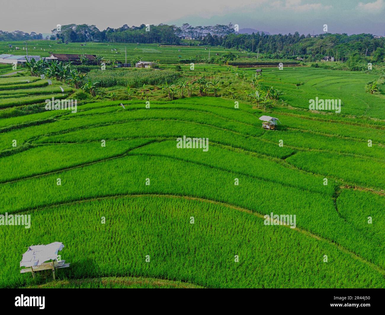 Ripresa aerea su risaie verdi terrazzate a Semarang, Indonesia. Fotografia con droni. Foto Stock