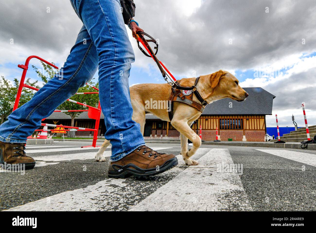 Scuola di addestramento cani guida a Honguemare-Guenouville (Francia settentrionale) Foto Stock