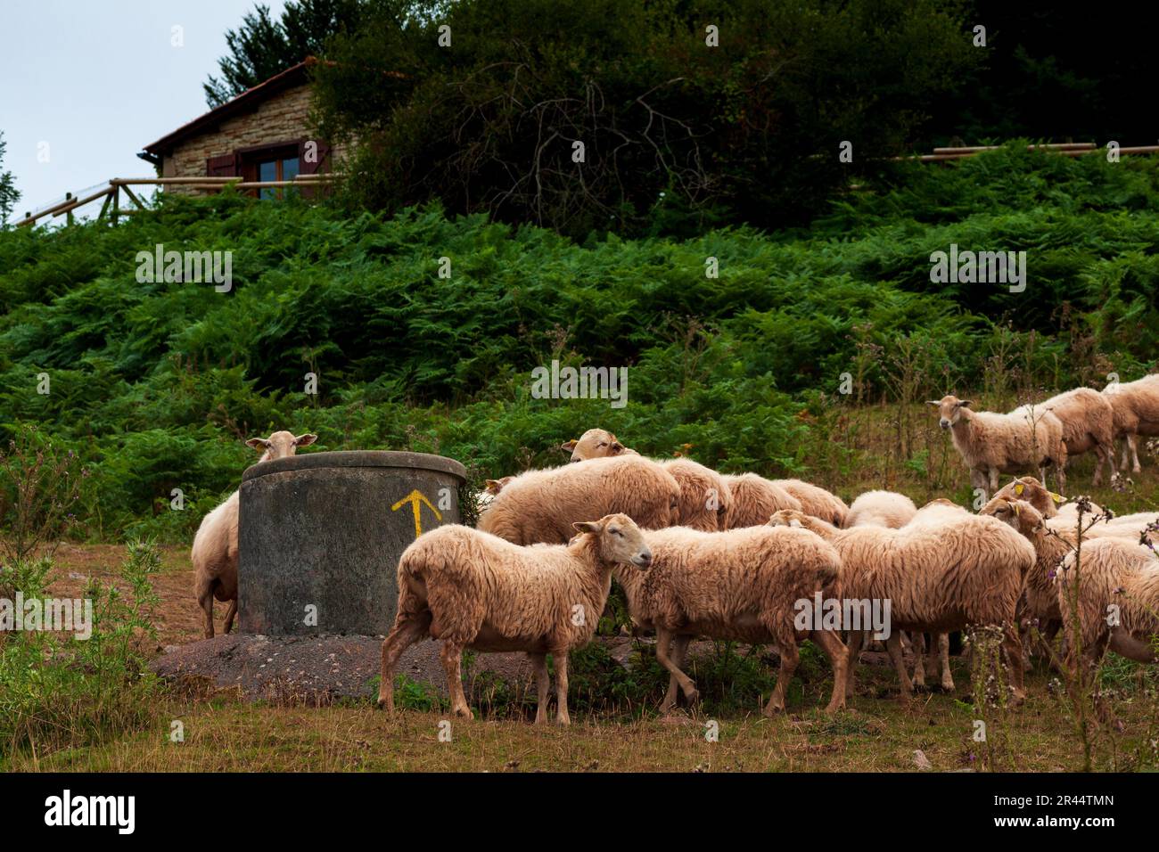 Un gregge di pecore francesi Pirenei vista montagne in prima mattina Foto Stock