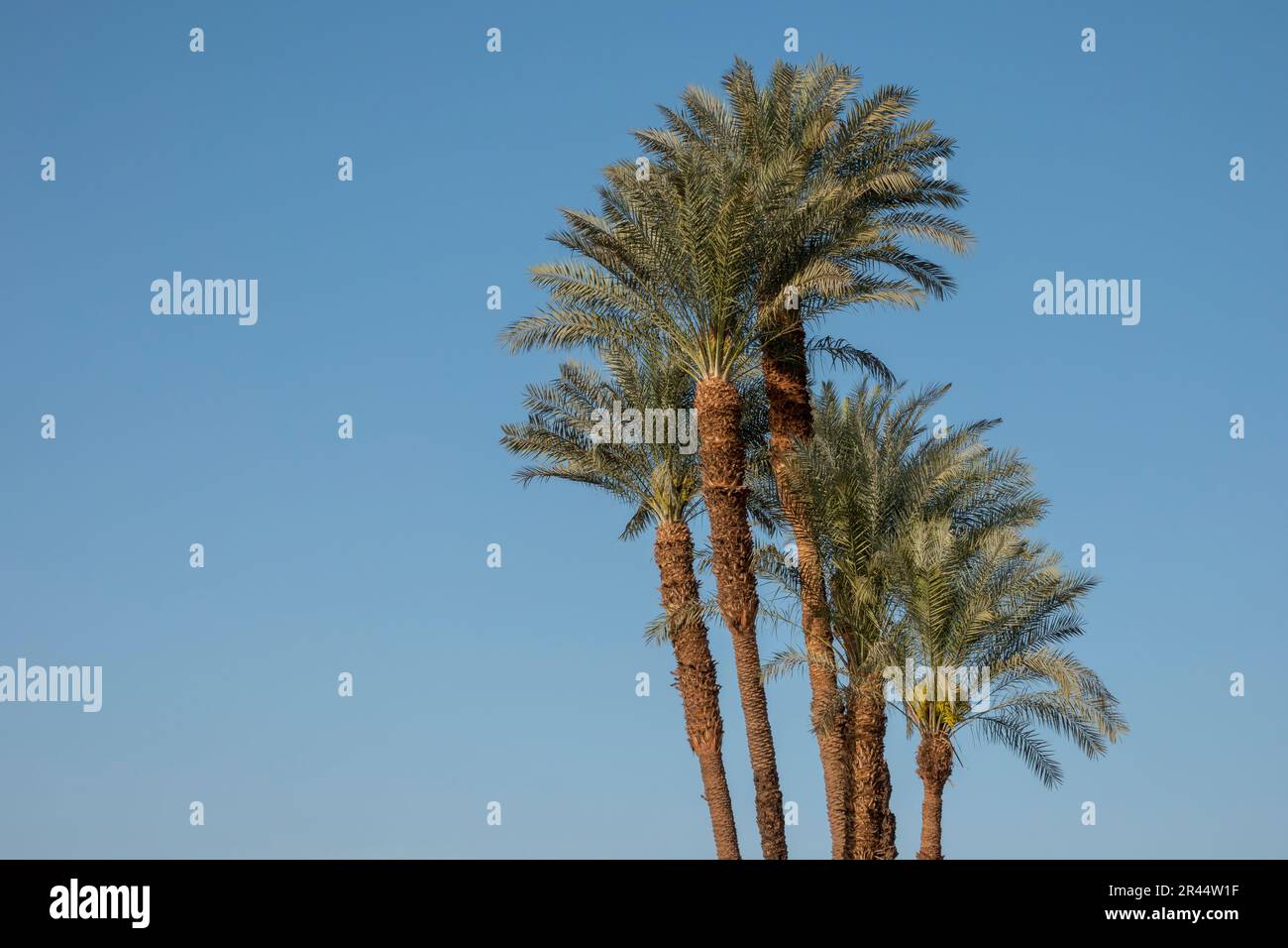 Un piccolo gruppo di palme da dattero contro un cielo azzurro Foto Stock