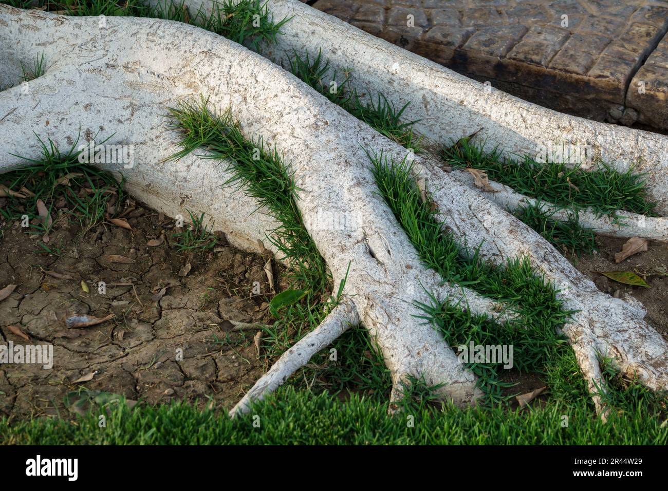 Una sezione di radici d'albero spesse, bianche e cortecciate, con erba verde in mezzo Foto Stock