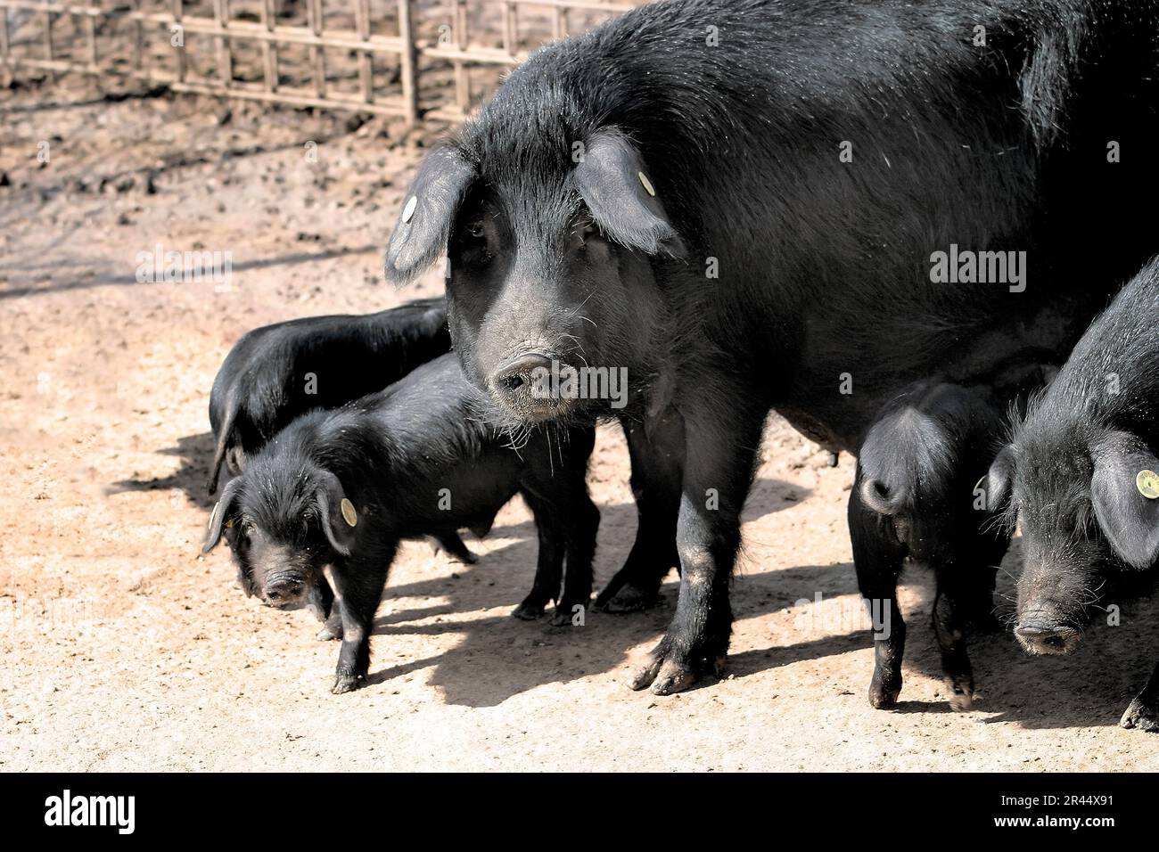 Italia Sicilia maiale nero di Nebrodi Foto stock - Alamy