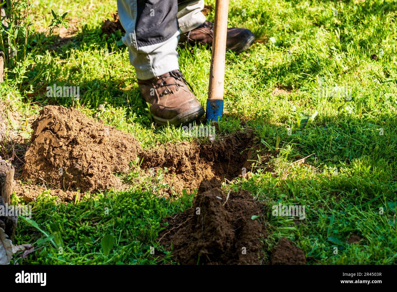 Uomo in abiti da lavoro grigio buco scavando con pala per piantare cespugli in giardino. Foto Stock
