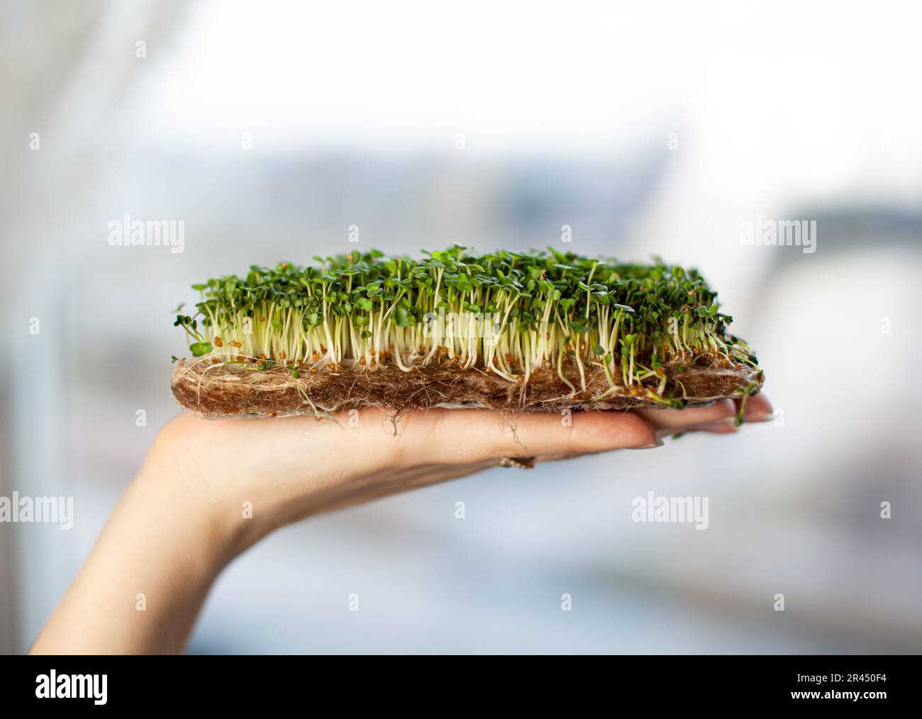 Micro-verdi di senape, rucola e altre piante in mano di una donna. Germogli di senape in crescita in primo piano a casa. Il concetto di foo vegano e sano Foto Stock