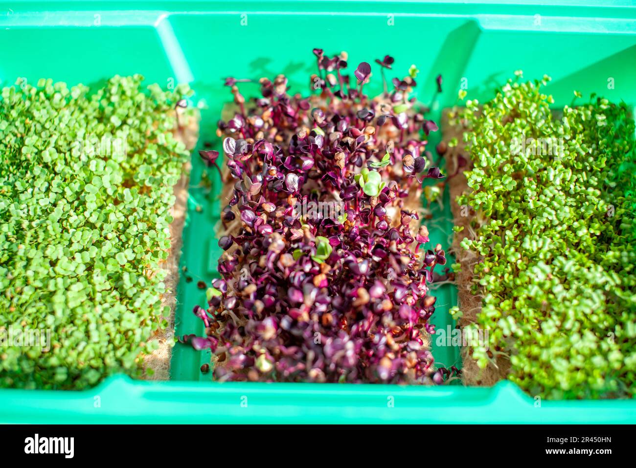 Primo piano di micro-verde di basilico, rucola e altre piante. Coltivazione di germogli di basilico da vicino. Germinazione di semi a casa. Il concetto di vegan e. Foto Stock