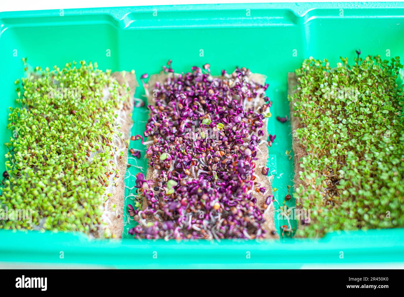 Primo piano di micro-verde di basilico, rucola e altre piante. Coltivazione di germogli di basilico da vicino. Germinazione di semi a casa. Il concetto di vegan e. Foto Stock