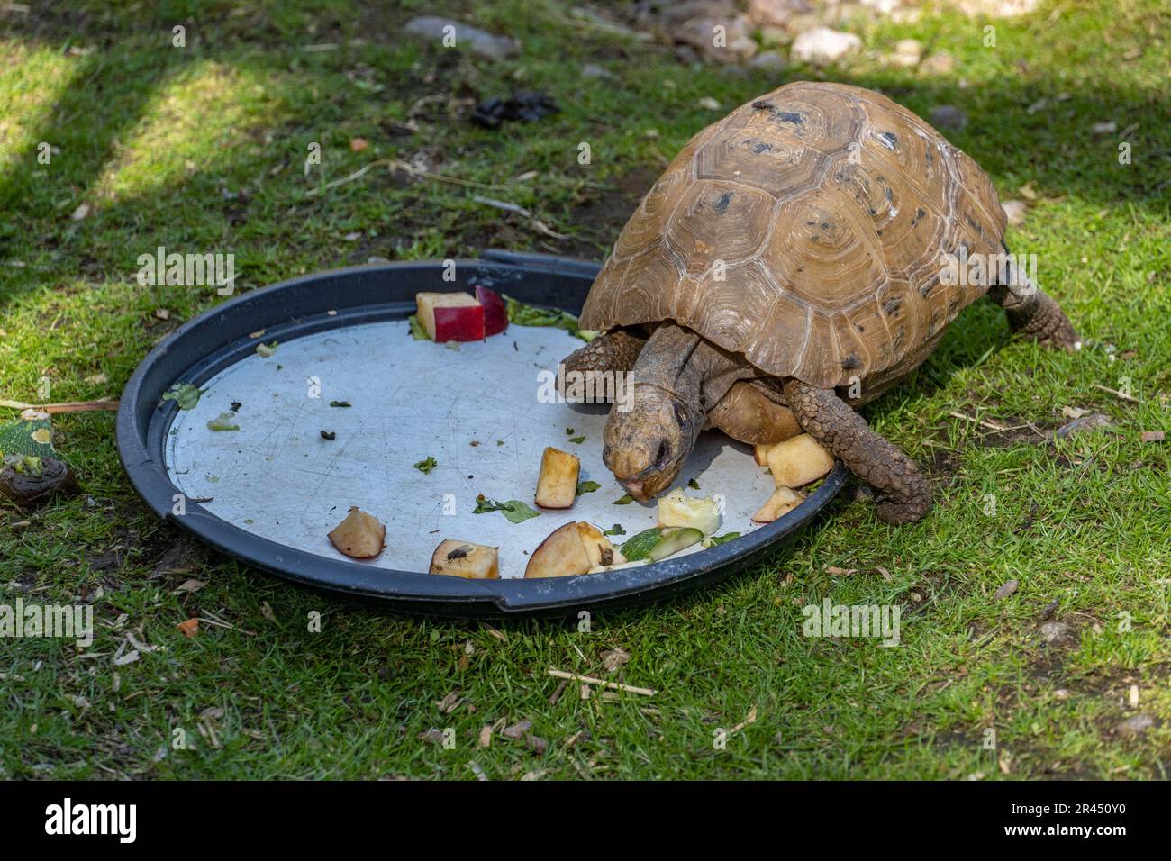 Una tartaruga adorabile a terra con la testa giù consumando cibo da un piatto Foto Stock