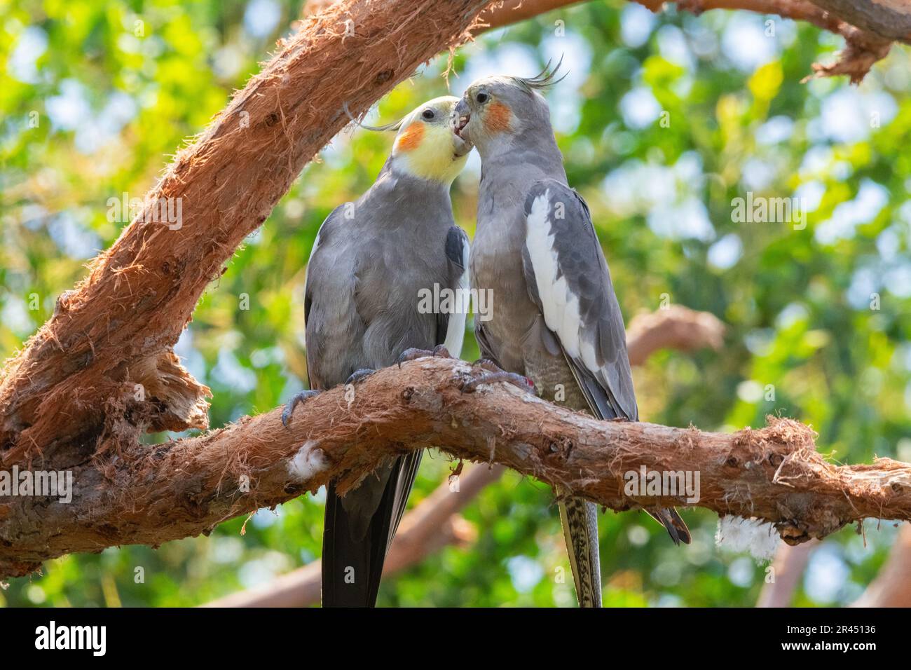 Un paio di pappagalli cockatiel arroccato su un ramo di albero Foto Stock