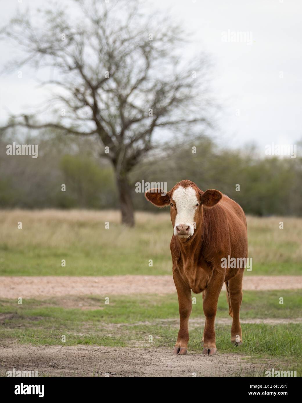 Una mucca Holstein-Friesiana si trova in un pascolo erboso Foto Stock