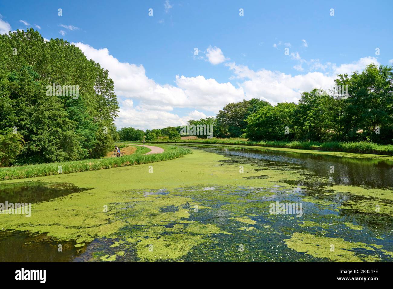 Pulizia di impianti invasivi lungo il Canal du Centre: Taglio di alghe Foto Stock