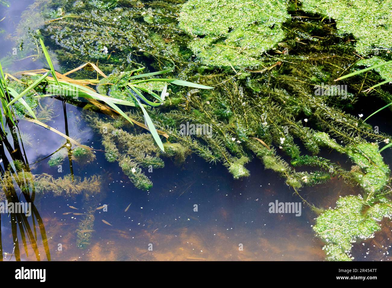 Pulizia di impianti invasivi lungo il Canal du Centre: Taglio di alghe Foto Stock