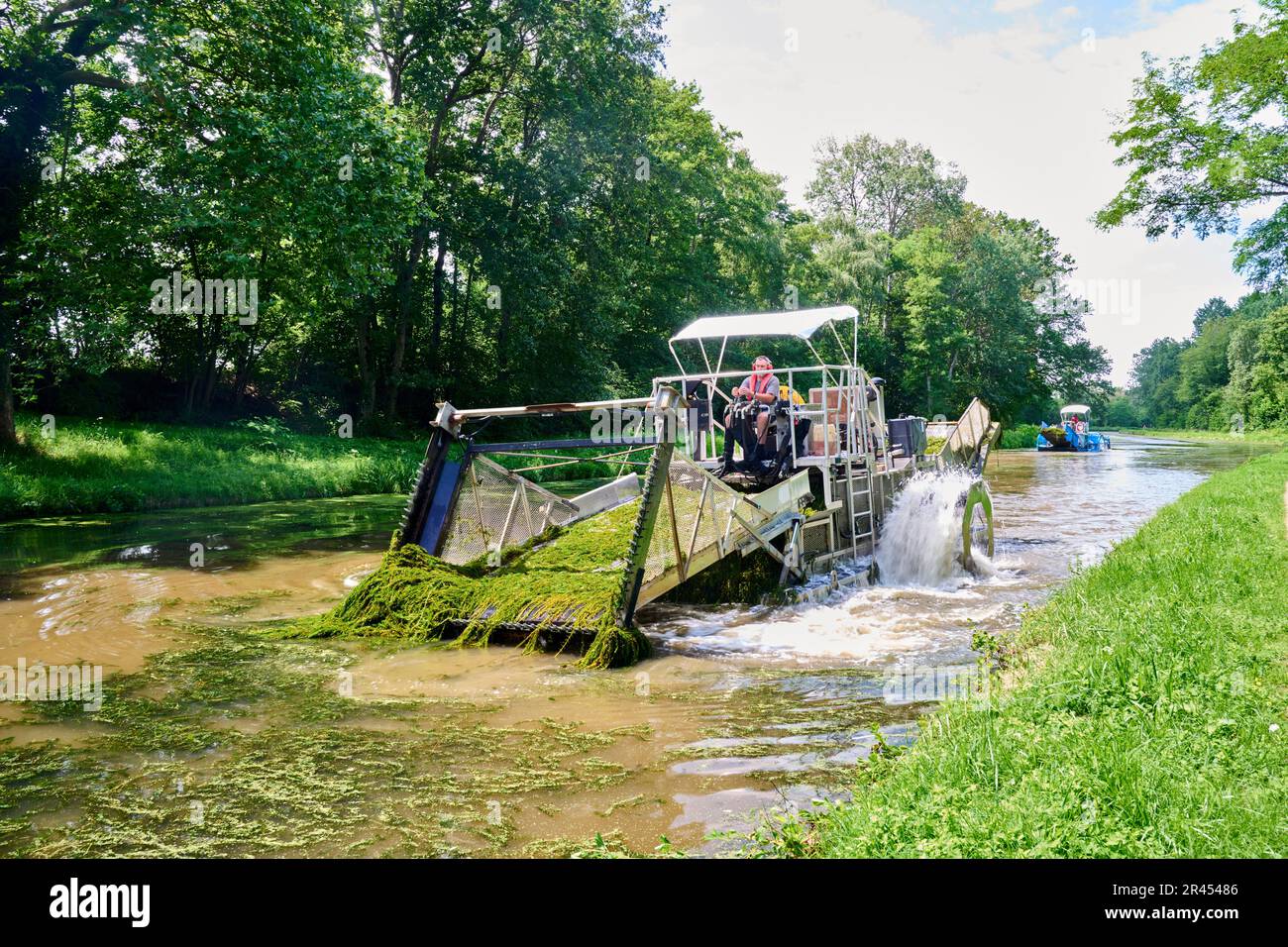 Pulizia impianti invasivi lungo il Canal du Centre: Taglio di alghe vicino a Digoin. Rimozione delle erbacce acquatiche (myriophyllum eterophyllum) con un'erbaccia Foto Stock