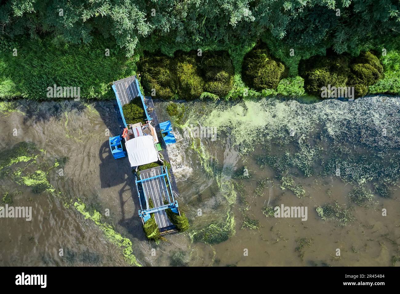 Pulizia impianti invasivi lungo il Canal du Centre vicino a Digoin: Impianti invasivi, taglio di alghe Foto Stock