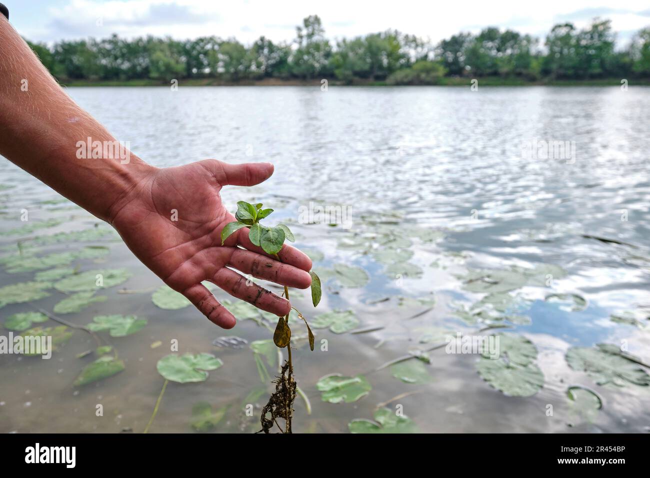 Ricerca di primrose-salice, una pianta acquatica, sulle rive del fiume Sone vicino Pont-de-Vaux: Qui una pianta di acqua primrosa situato e rimosso. PR Foto Stock