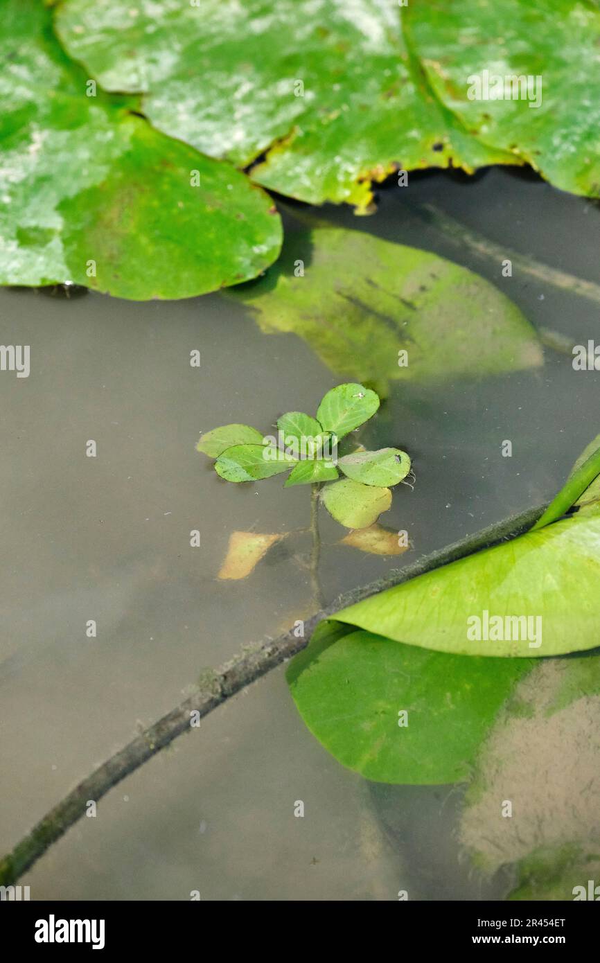 Ricerca di primrose-salice, una pianta acquatica, sulle rive del fiume Sone vicino Pont-de-Vaux. Primrose-salice, pianta invasiva, Ludwigia sp Foto Stock