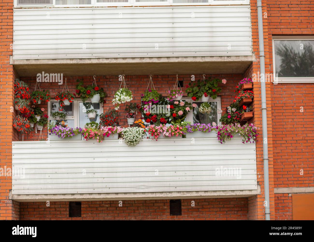 Giardino sul balcone. Fiori sul balcone. Riproduzione di fiori in casa. Molti fiori decorano il balcone della casa d'appartamento. Una giornata estiva soleggiata. Foto Stock