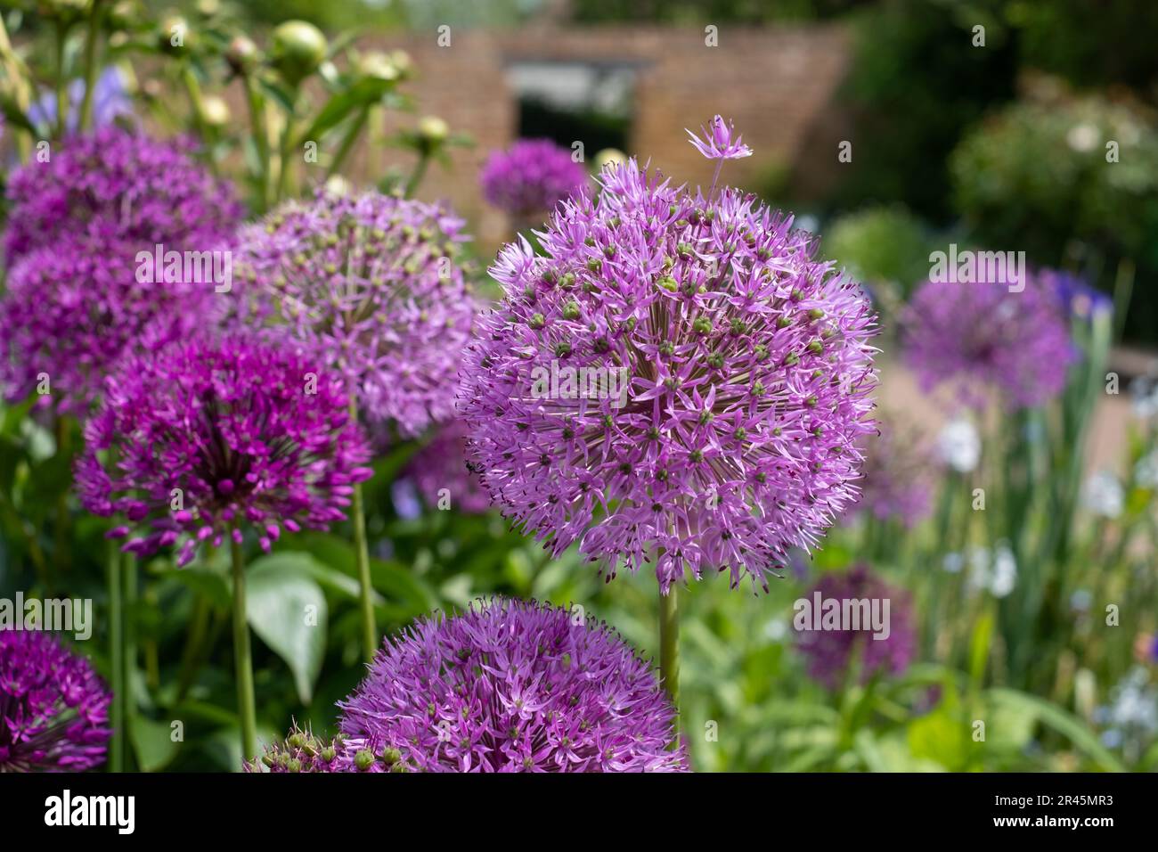 Splendidi fiori sferici di allio viola nel giardino murato dello storico giardino murato Eastcote House, Eastcote Hillingdon, Regno Unito. Foto Stock