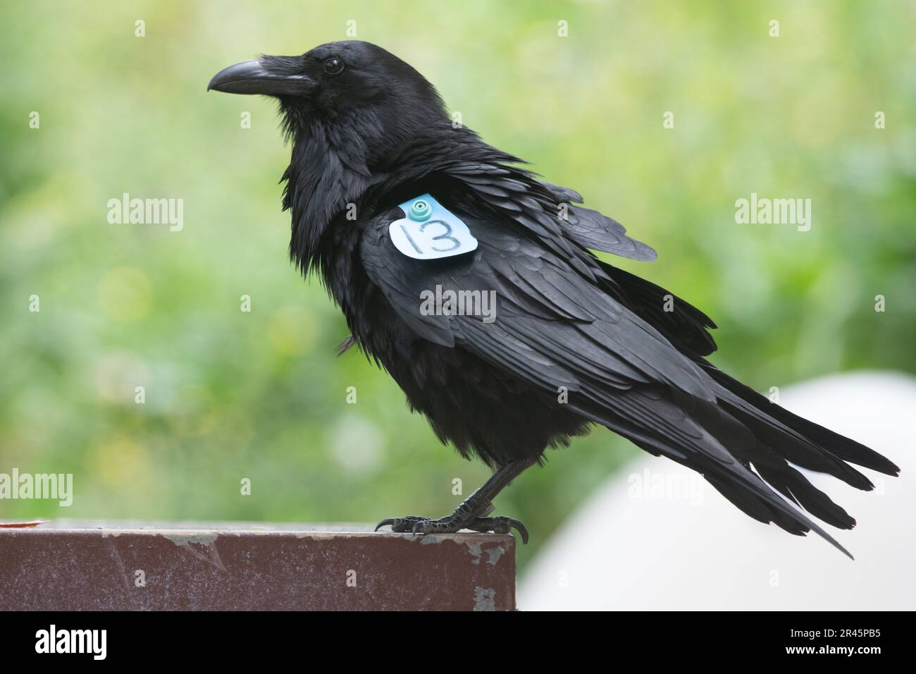 Un corvo comune (Corvus corvax) con un'ala tag nel Parco Nazionale delle isole del canale, California. Foto Stock