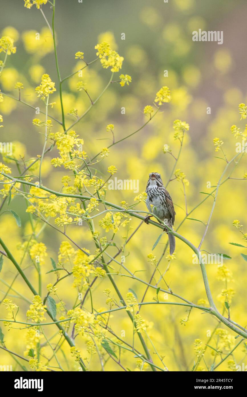 Un passero di canzone delle isole del canale (Melospiza melodia graminea) una sottospecie di uccello endemica del parco nazionale dell'isola del canale in California. Foto Stock