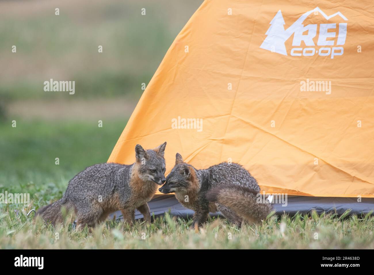 Un paio di volpi dell'isola (Urocyon littoralis) che si addormentano accanto ad una tenda gialla in un campeggio sull'isola di Santa Cruz nelle Isole del canale, CA. Foto Stock