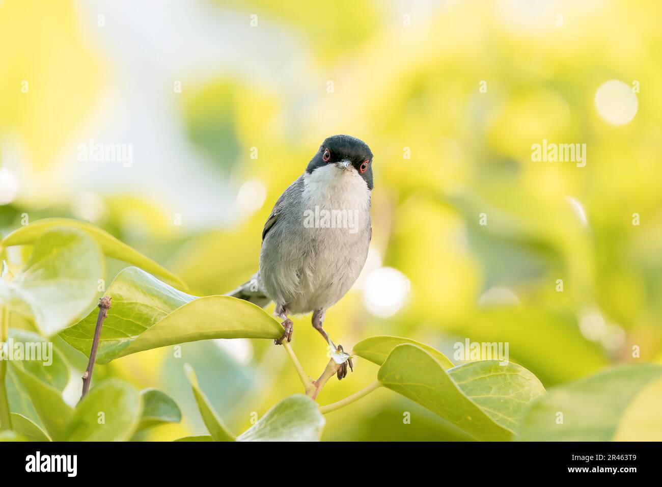 Calciatore Sanrdiniano, Curruca melanocephala, singolo adulto maschio arroccato nel bosco in giardino, Maiorca, Isole Baleari, Spagna Foto Stock