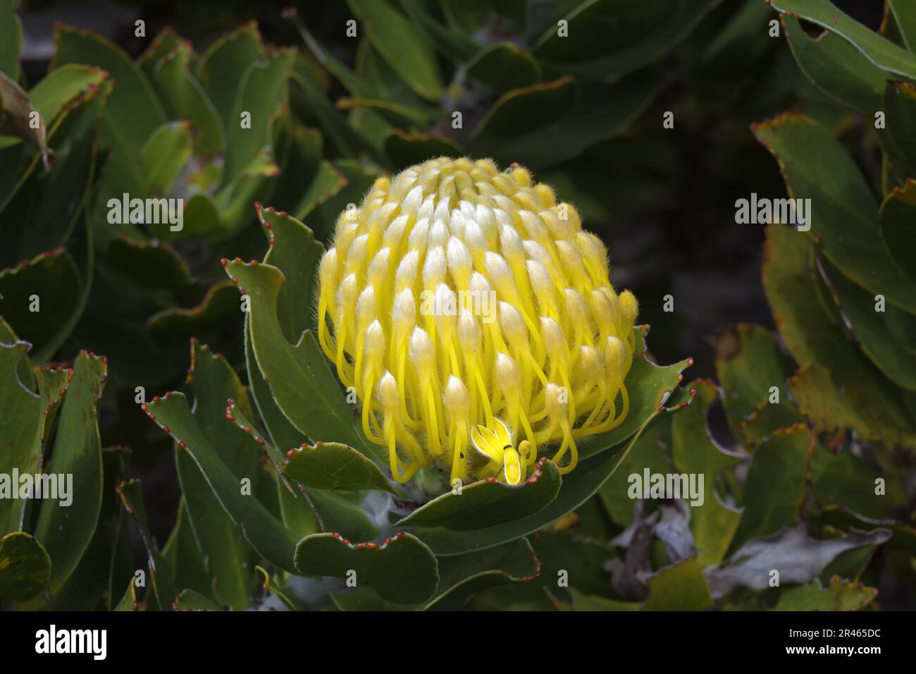Fioritura Pincushion Protea (specie leucospermum), Table Mountain National Park, Città del Capo, Sud Africa Foto Stock