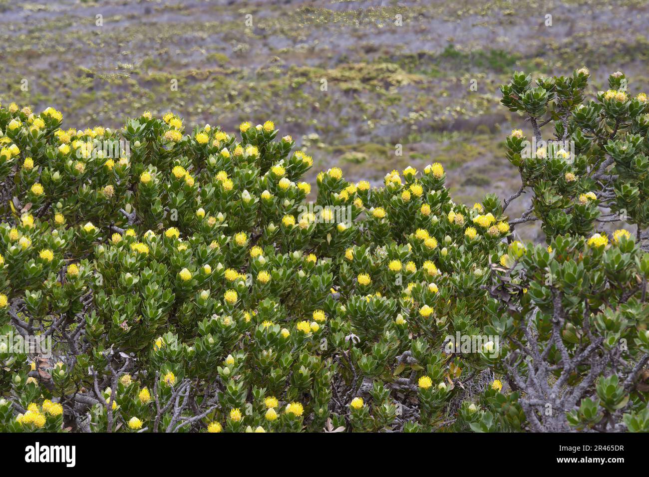Fioritura Pincushion Protea (specie leucospermum), Table Mountain National Park, Città del Capo, Sud Africa Foto Stock
