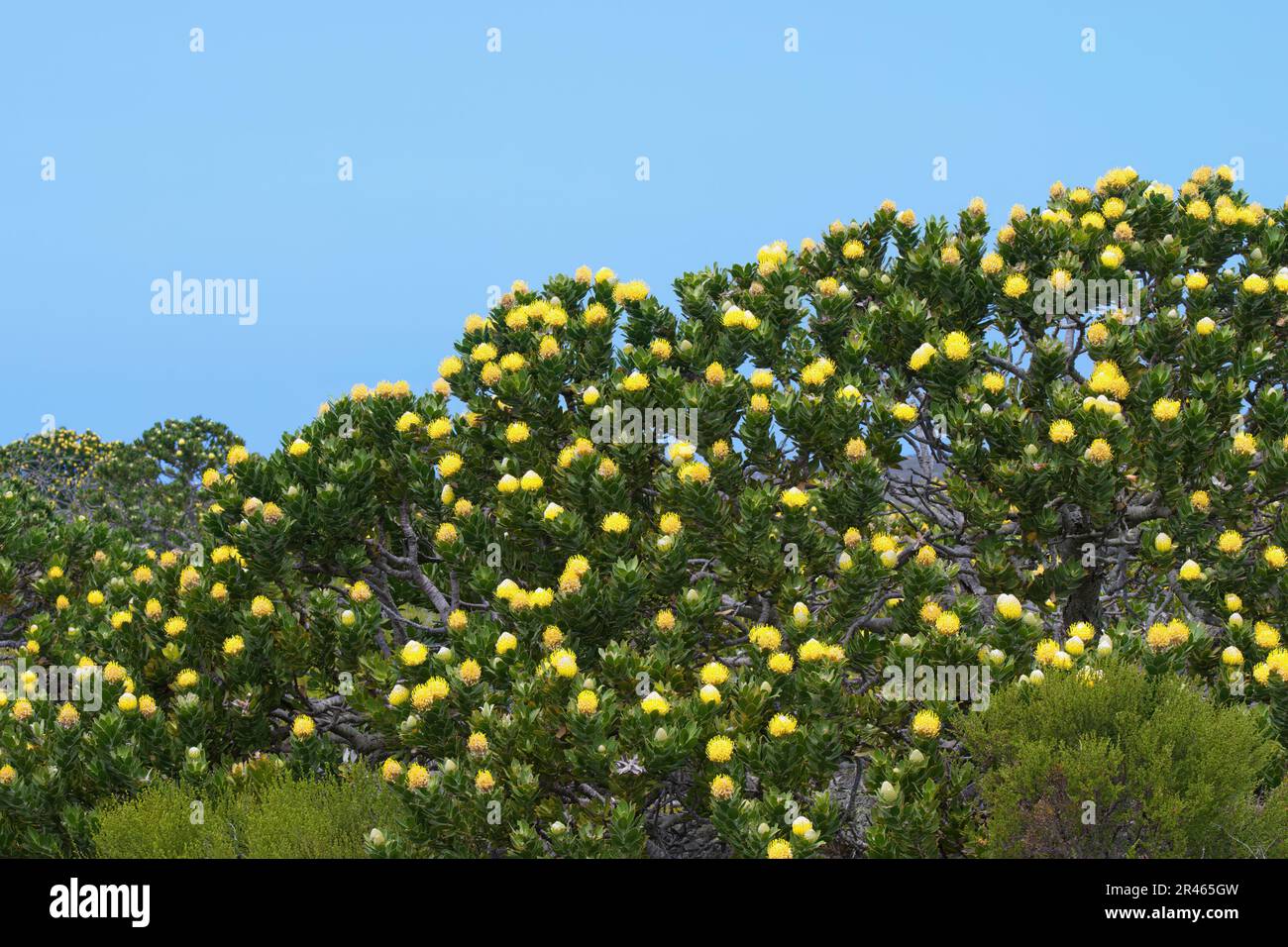 Fioritura Pincushion Protea (specie leucospermum), Table Mountain National Park, Città del Capo, Sud Africa Foto Stock