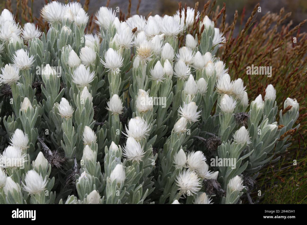 Syncarpha vestita, Table Mountain National Park, Città del Capo, Sud Africa Foto Stock