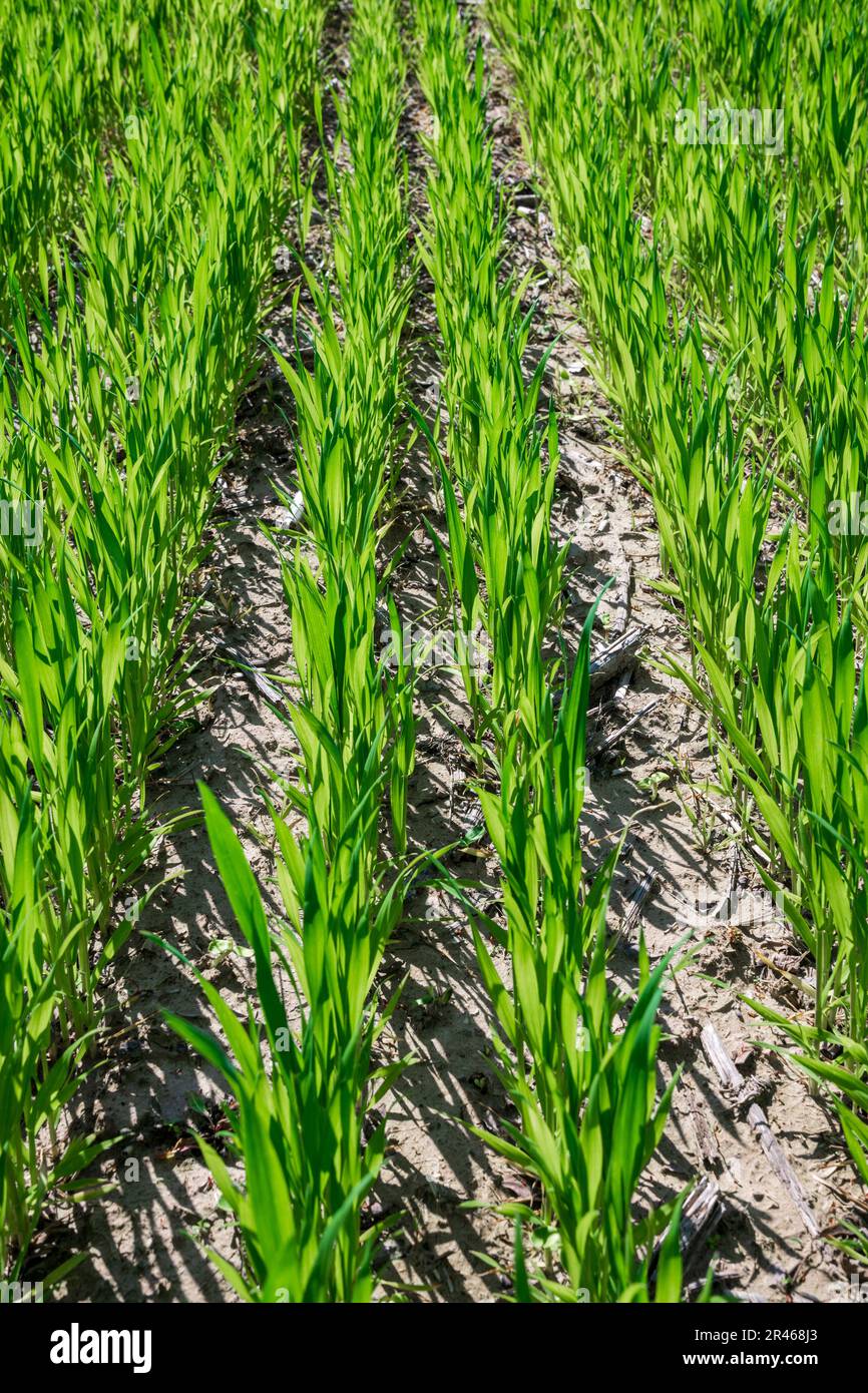 File verdi di grano giovane sul campo in Ucraina Foto Stock