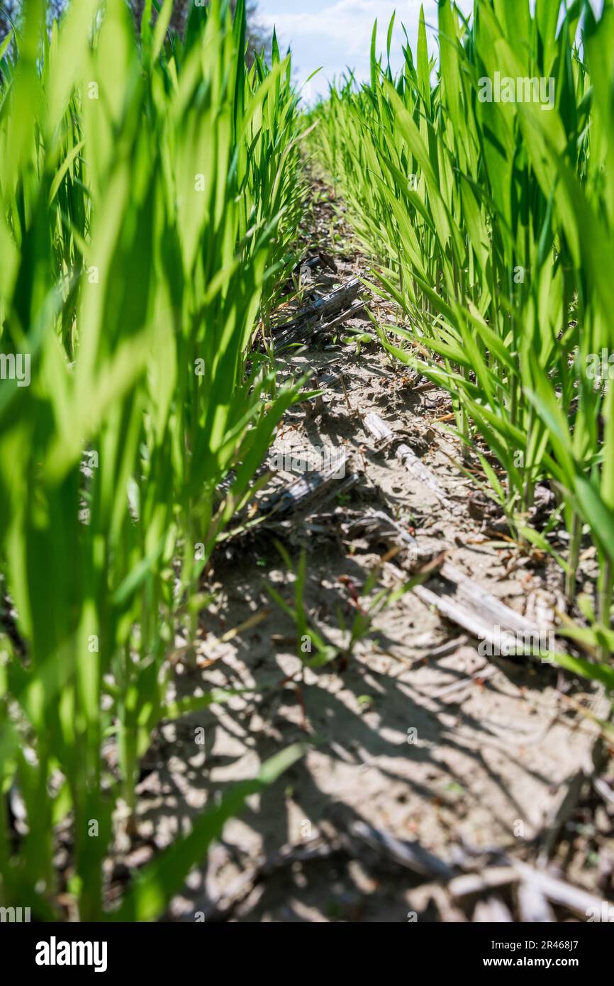 File verdi di grano giovane sul campo in Ucraina Foto Stock