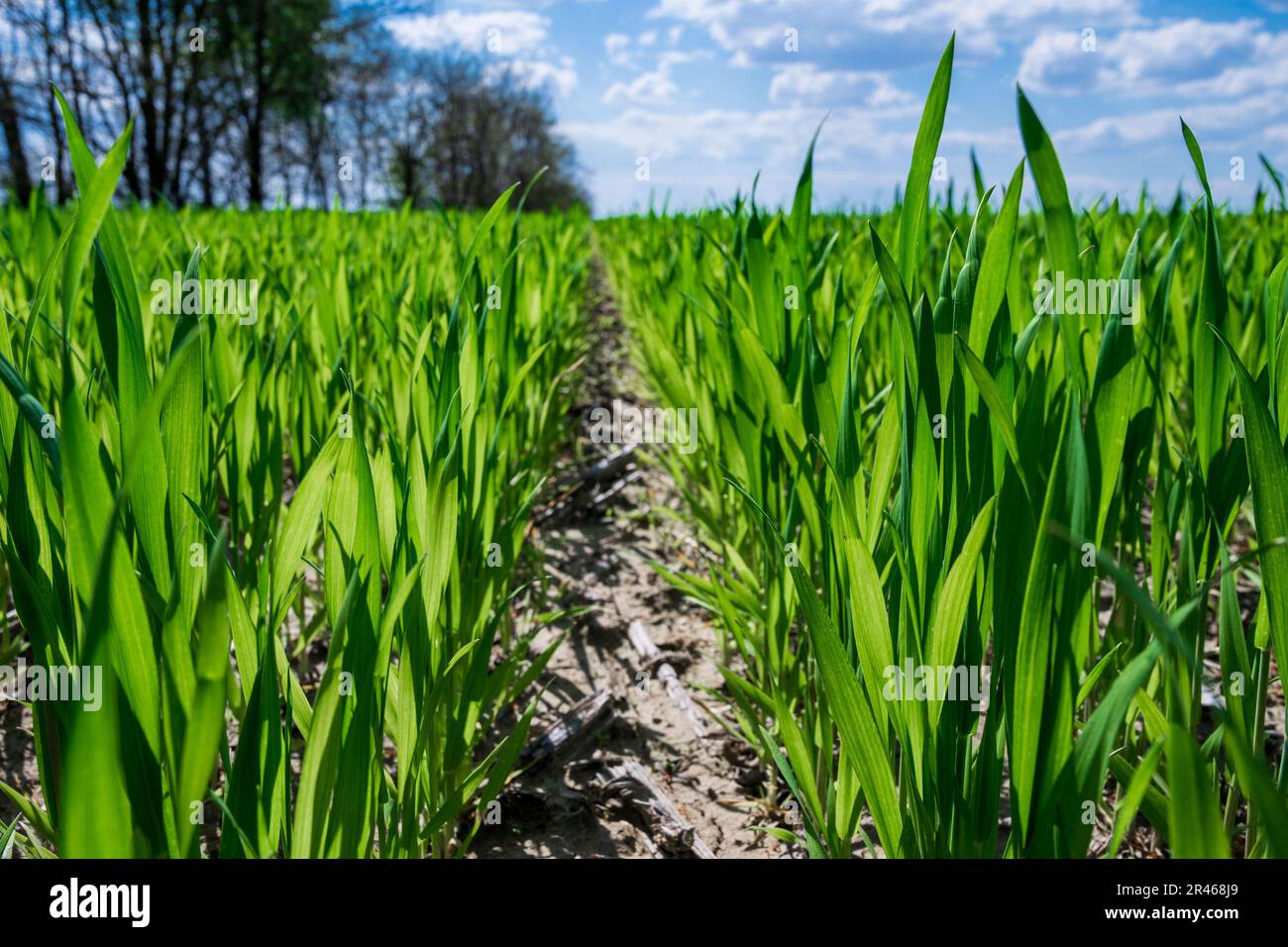 File verdi di grano giovane sul campo sotto il cielo blu in Ucraina Foto Stock