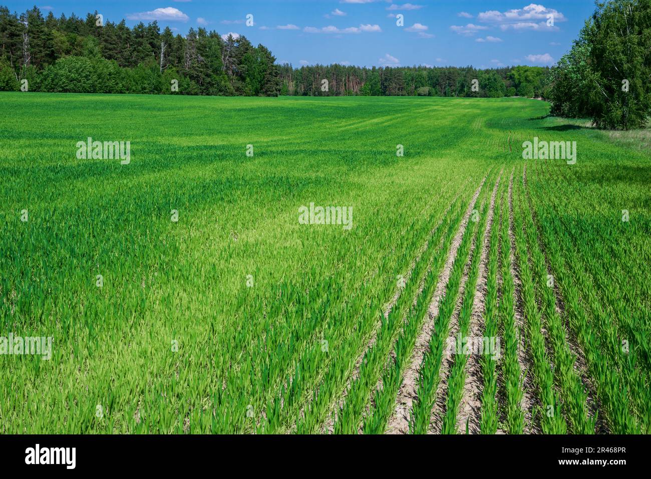 Campo verde e grano giovane sotto il cielo blu vicino alla foresta Foto Stock