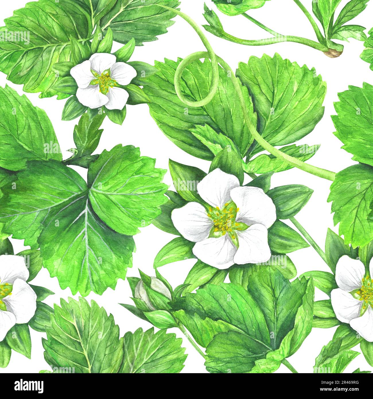 Motivo senza cuciture di cespugli di fragole con foglie verdi e fiori bianchi. Illustrazione acquerello isolata su sfondo bianco. L'applicazione è de Foto Stock