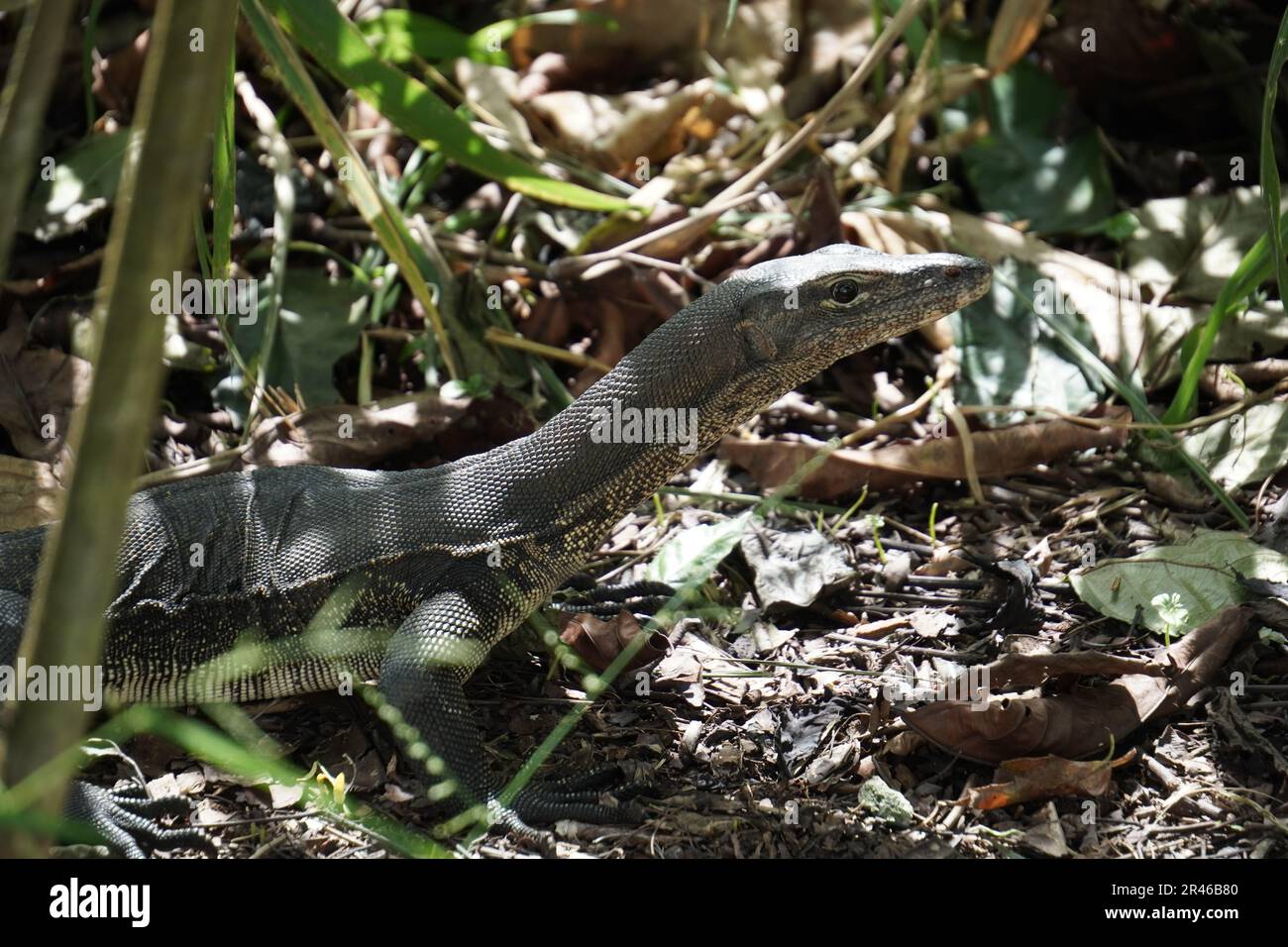 Una piccola lucertola è vista camminando tra l'erba verde lussureggiante e il fogliame in un ambiente naturale all'aperto Foto Stock