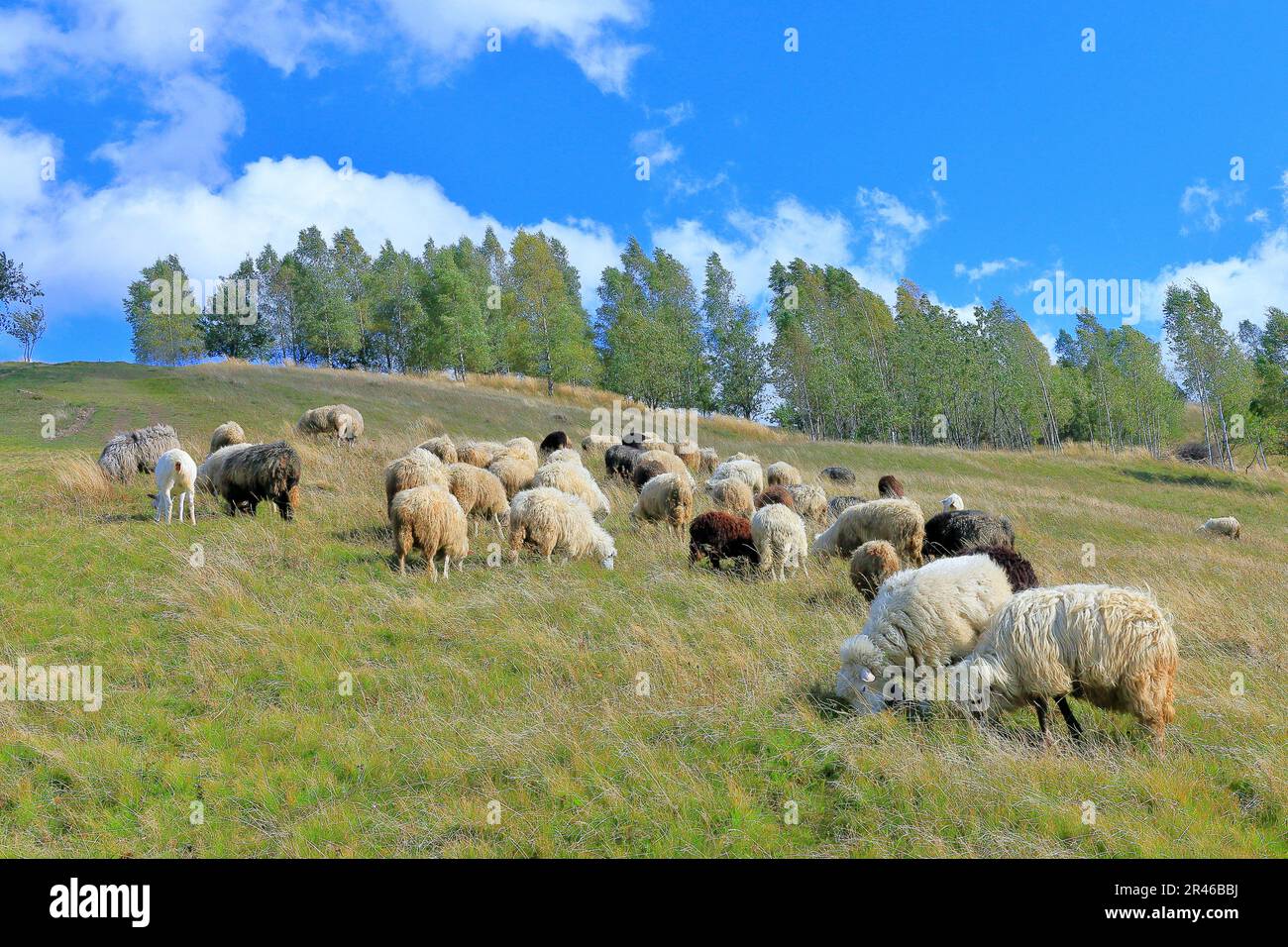 La foto è stata scattata in Ucraina, sulle pendici dei Carpazi. L'immagine mostra un gregge di pecore che pascolano in un prato di montagna. Foto Stock