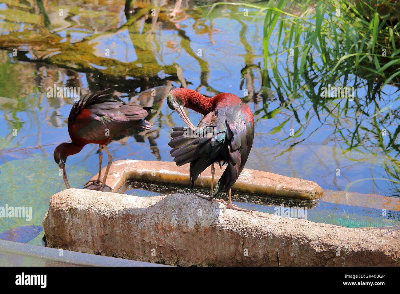 La foto è stata scattata in un parco oceanarium città di Valencia. L'immagine mostra un paio di ibis Birds. Foto Stock