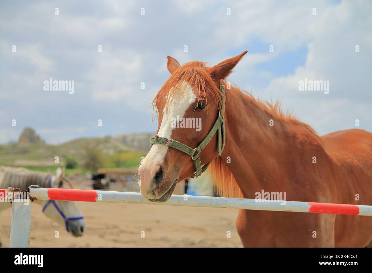 La foto è stata scattata in Turchia nella zona chiamata Cappadocia. L'immagine mostra un ritratto di un divertente cavallo rosso. Foto Stock