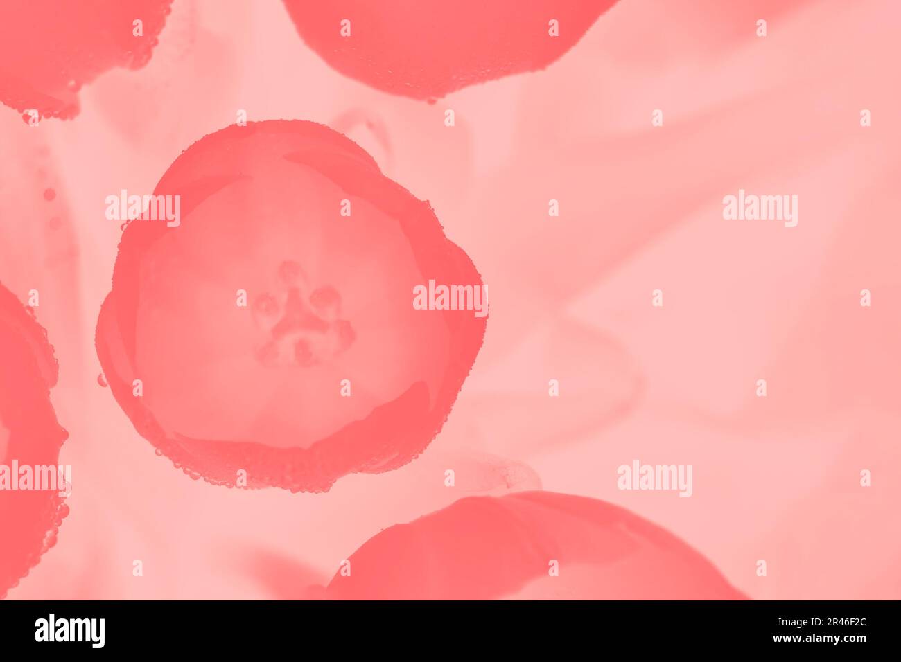 Tulipani di corallo rosa con gocce d'acqua su sfondo rosa pastello Foto Stock