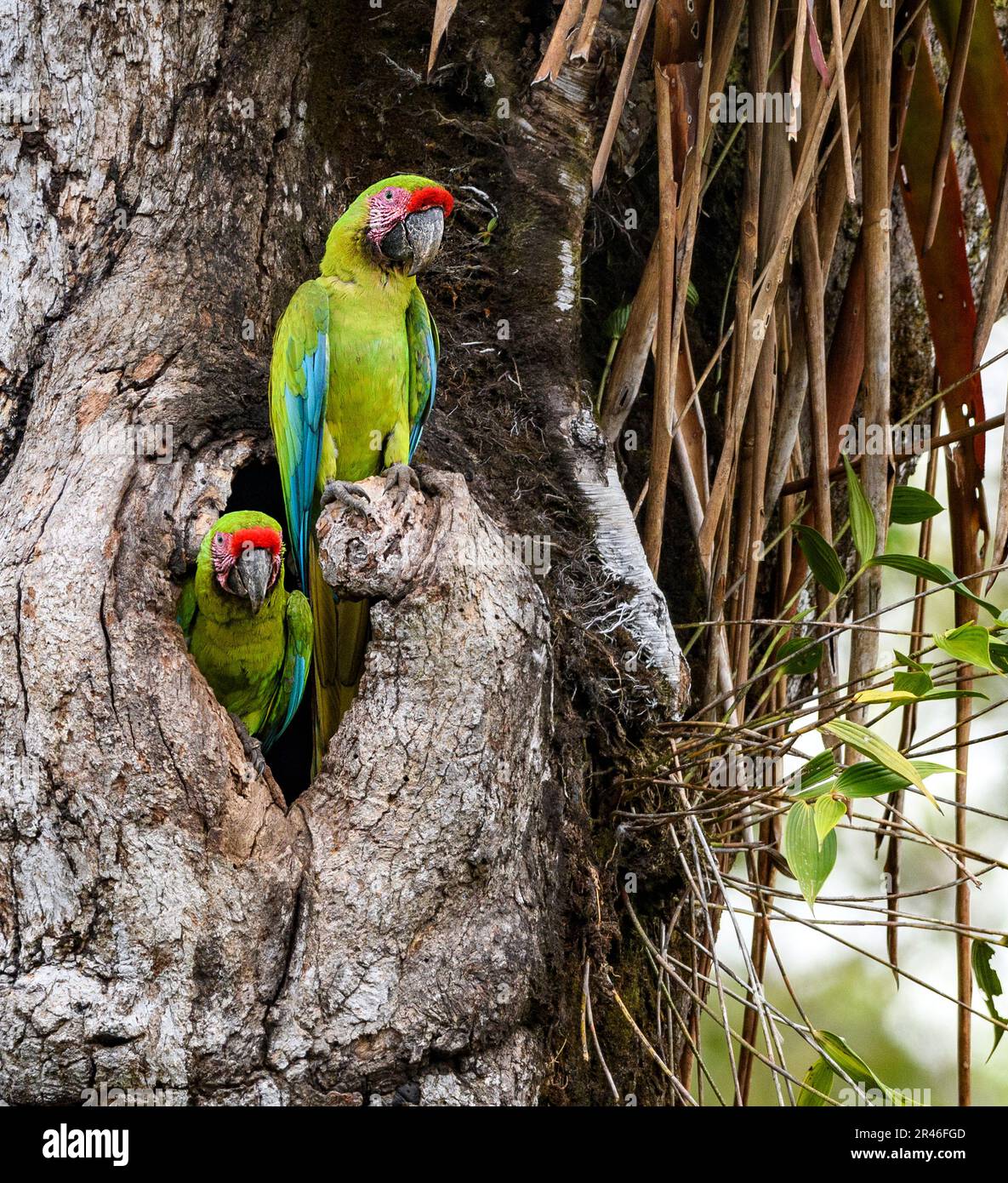 Due grandi polli del grande macaw verde (Ara ambiguus) al loro nesting burrow nelle pendici atlantiche, Costa Rica. Foto Stock