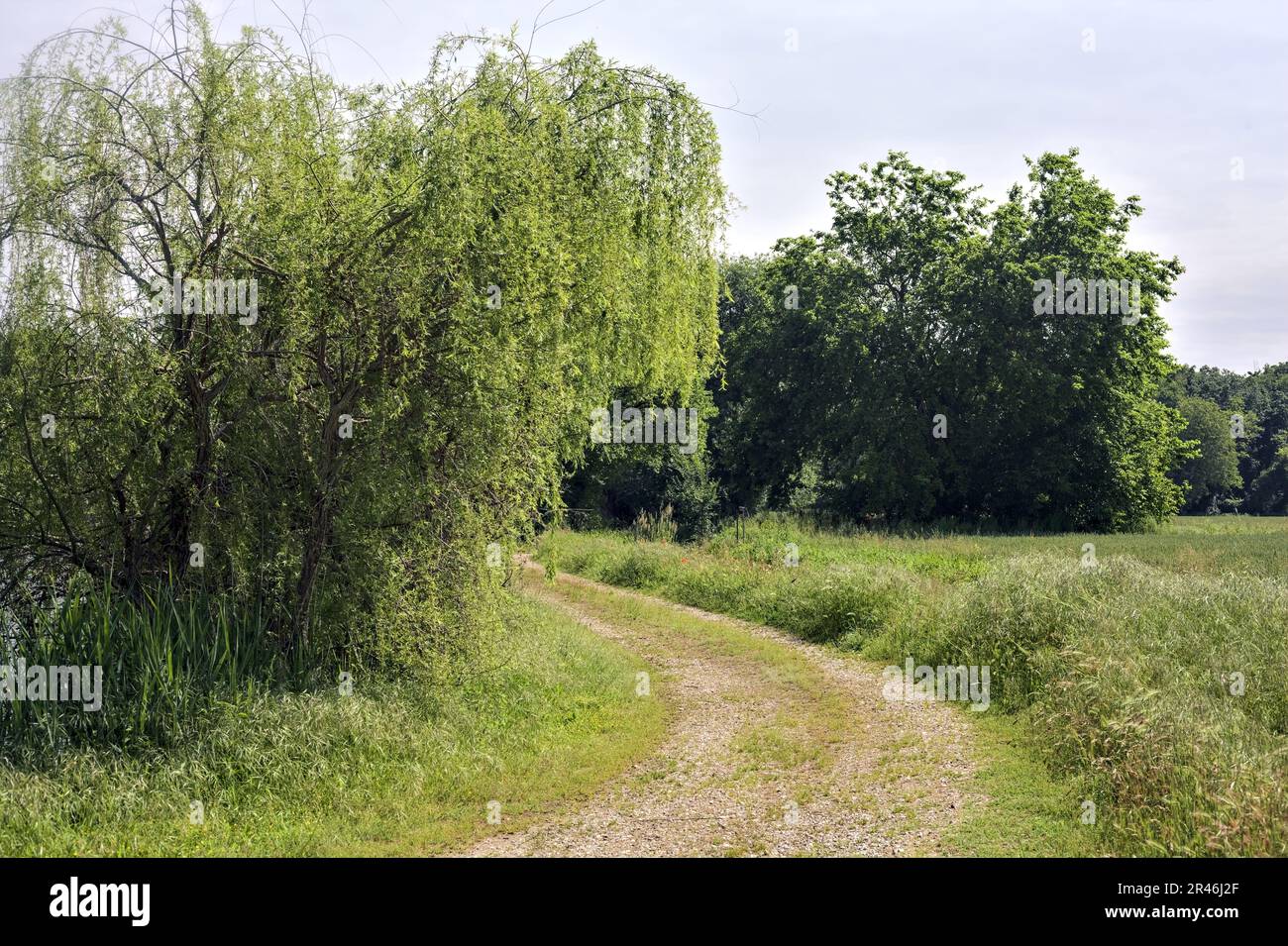 Sentiero sterrato vicino ad un ruscello di acqua e campi in una giornata di sole nella campagna italiana Foto Stock
