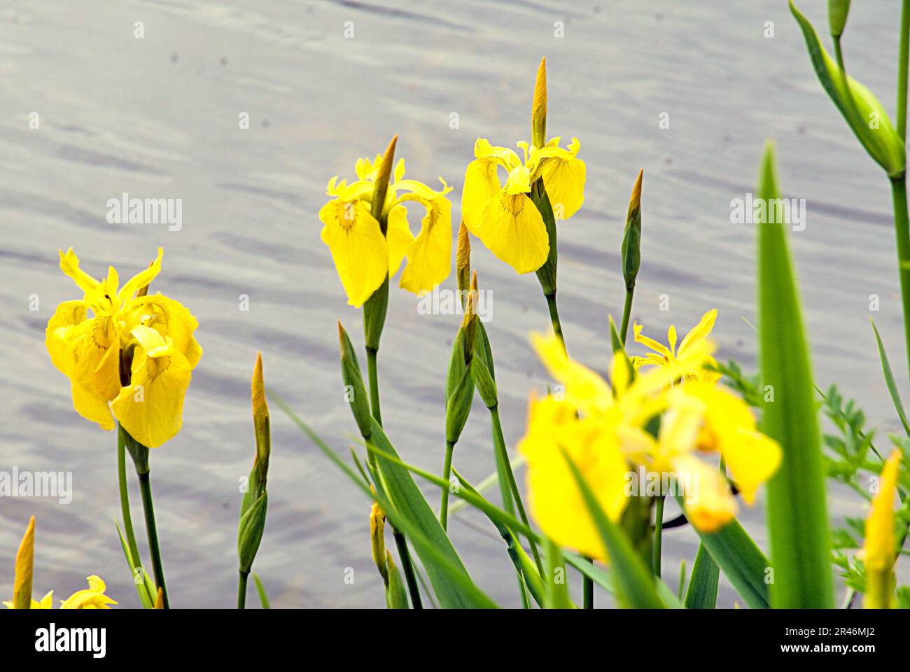 Iris pseudacorus, bandiera gialla, iride, innalza sul canale Forth e clyde Foto Stock