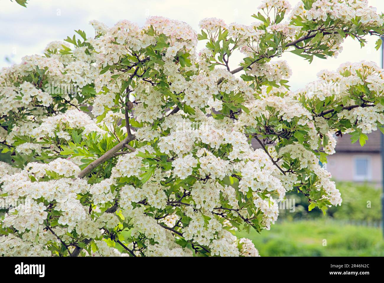 Arbusto di fioritura biancospino sul lato del canale Foto Stock
