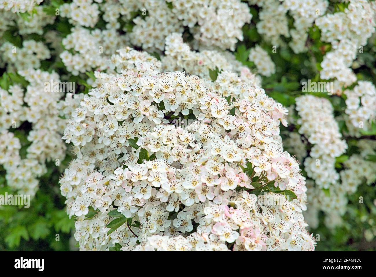 Arbusto di fioritura biancospino sul lato del canale Foto Stock