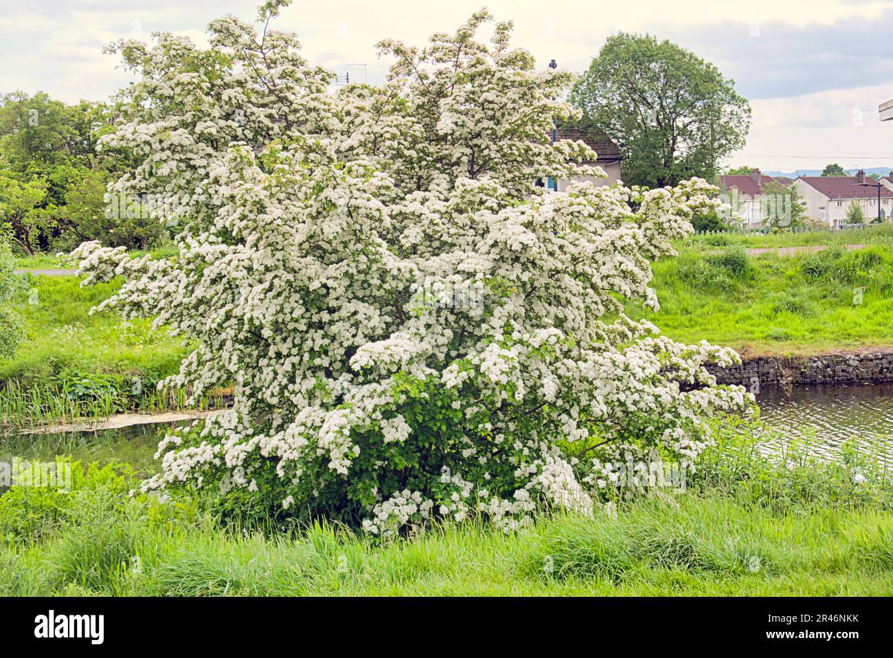 Arbusto di fioritura biancospino sul lato del canale Foto Stock