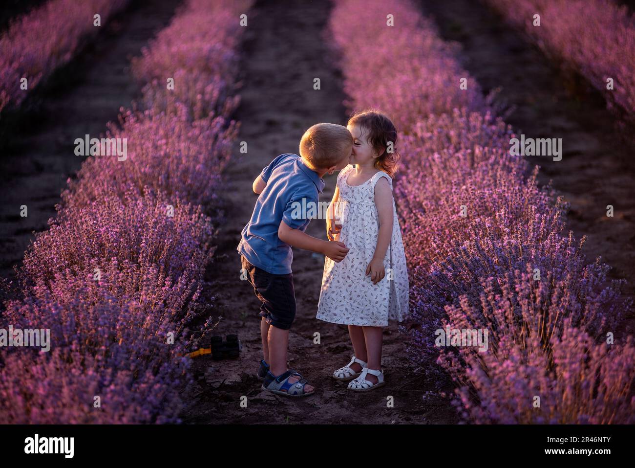 Primo piano ritratto della bambina che bacia il ragazzo sulla guancia nelle file di campo di lavanda viola. Coppia carina amorevole dei bambini hanno divertimento nella natura. FAM Foto Stock